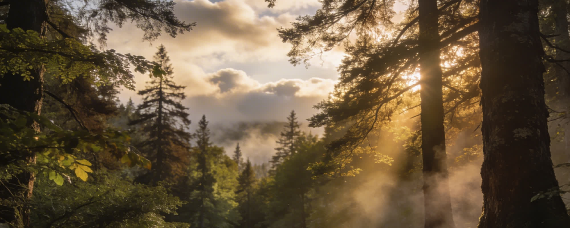Luftaufnahme der Geierlay-Hängeseilbrücke im grünen Hunsrück